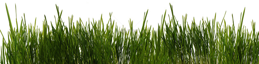 草是孤立的白色背景上隔离的新鲜绿色植被图片