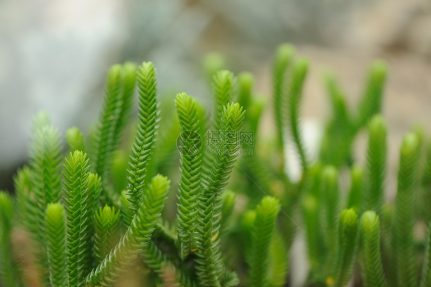 Cactus脊椎辅助植物类型图片