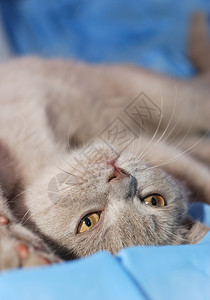 屋内灰色猫英国短头发背景图片