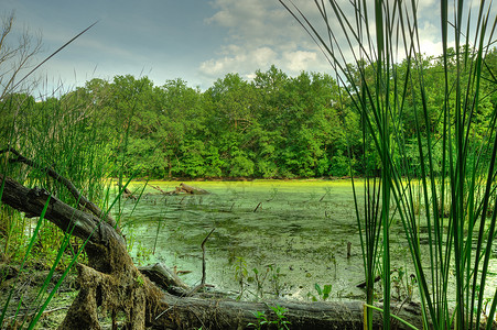 沼泽一个水停滞的funny地方高清图片