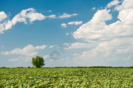 深蓝天空背景下的农村观图片
