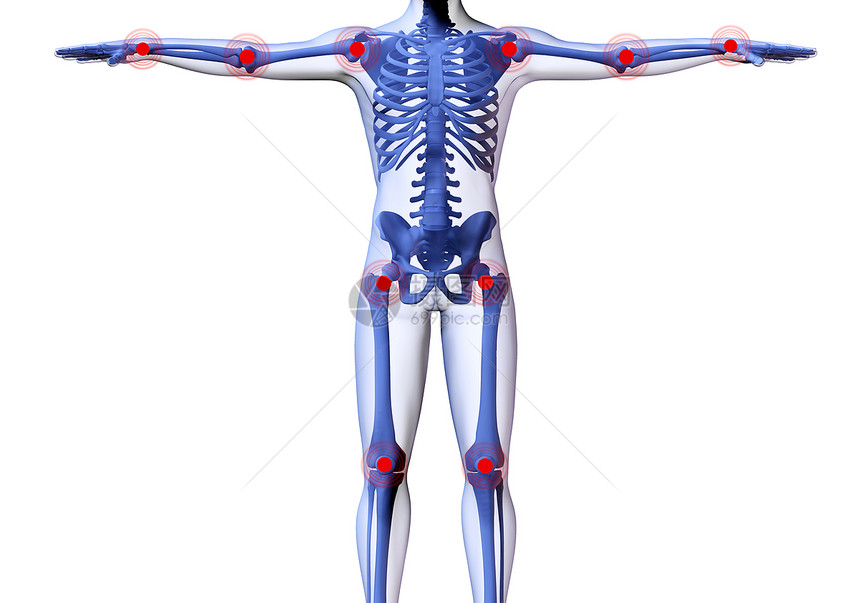 3D人体骨骼在透明皮肤下的形象图片