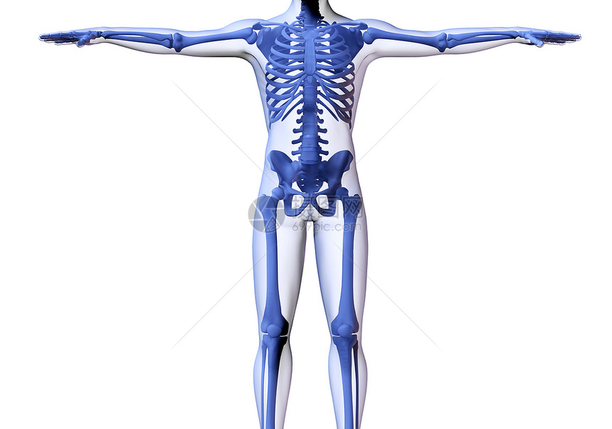 男人的骨骼3D一个人的骨骼在透明皮肤下的形象图片