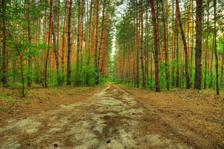 森林之路东欧的木头乌克兰图片