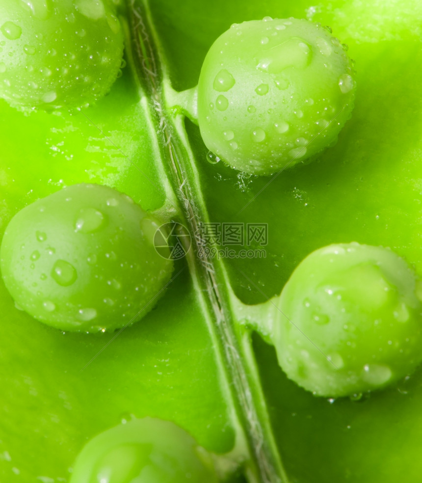 Pea一张用水滴贴上豆子的照片图片