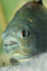 在南美洲发现的食鱼类攻击其他动物有时还攻击人类高清图片