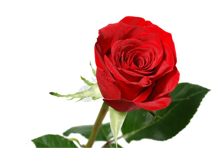 玫瑰花的开枝红发明亮的芽图片