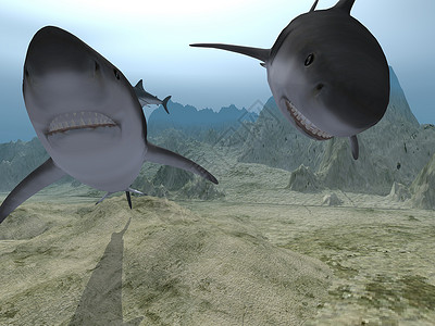 两条鲨鱼水中的鲨鱼三种不同姿势背景