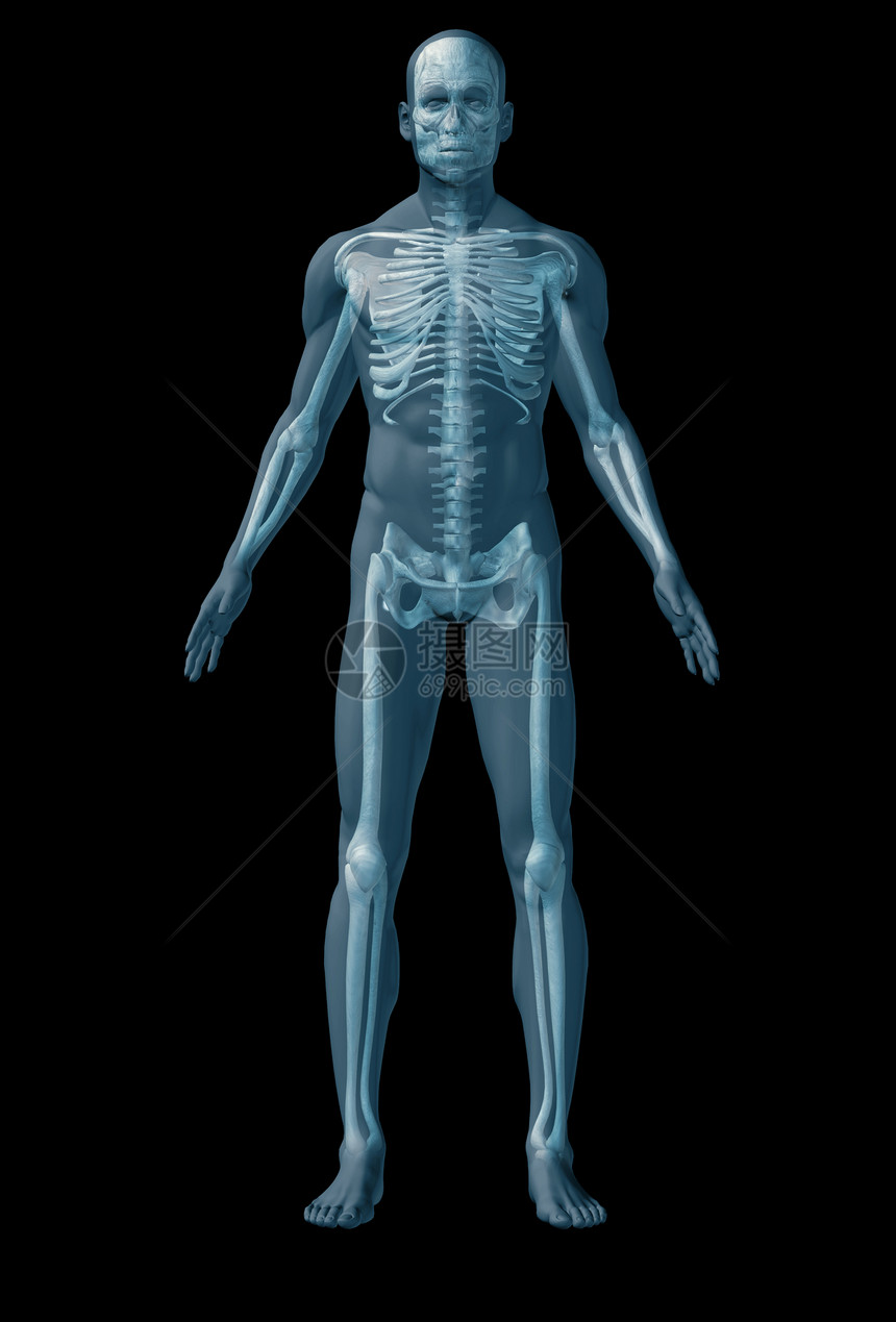 人类骨质素解剖的抽象图像通过半透明的表面图片