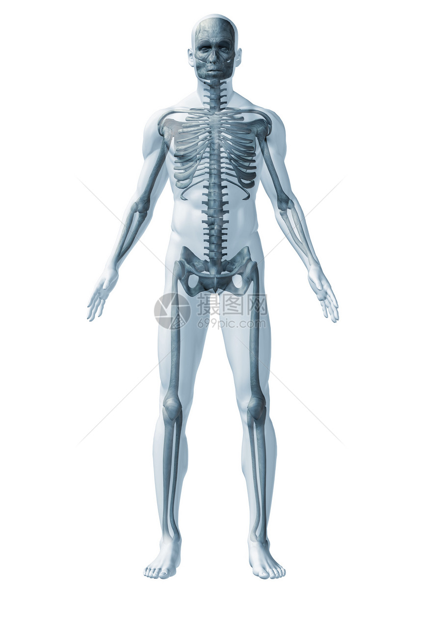 人类骨质素解剖的抽象图像通过半透明的表面图片