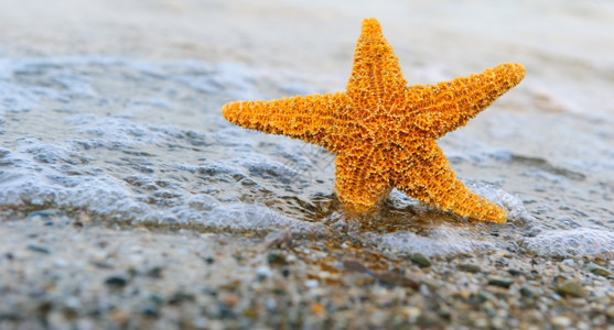 海星上岸背景的波浪图片