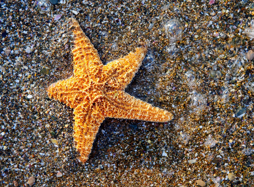 海滨星湿壳岩图片