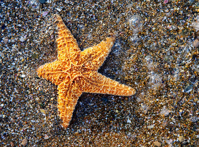 海滨星湿壳岩图片