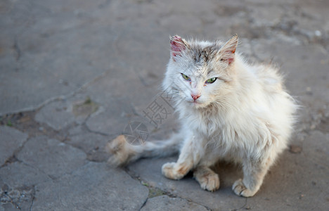 流浪猫在街上脏野兽高清图片