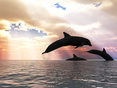 三只海豚漂浮在洋控制光高清图片