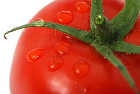 番茄成熟的蔬菜露水图片