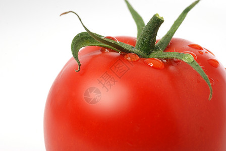 番茄成熟的蔬菜露水图片