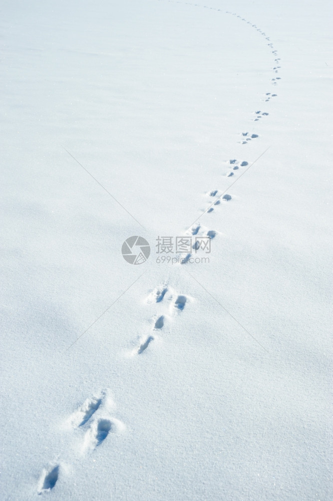 雪上一棵野兔的踪迹冬底爪子印迹图片