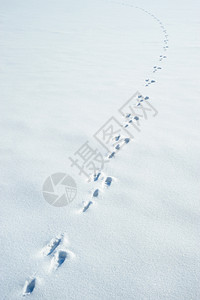 雪上一棵野兔的踪迹冬底爪子印迹图片