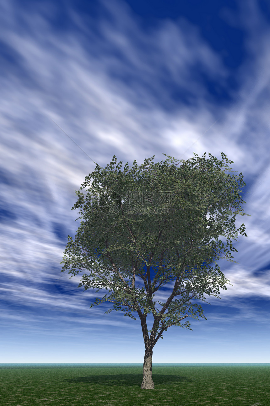 在天空背景的田地上单立一棵树图片
