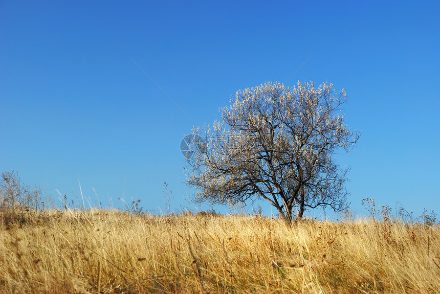在草原上的树一片干枯的秋草和一棵孤单的树图片
