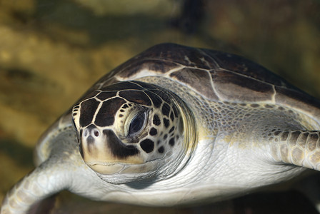 海龟热带洋的水下生物图片