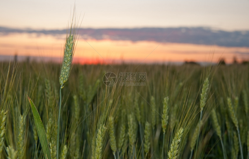 小麦和日落晚上青小麦田图片