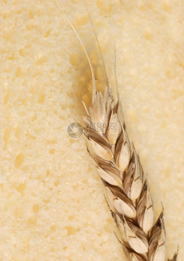 小麦和切断面包白种背景的成熟农业图片