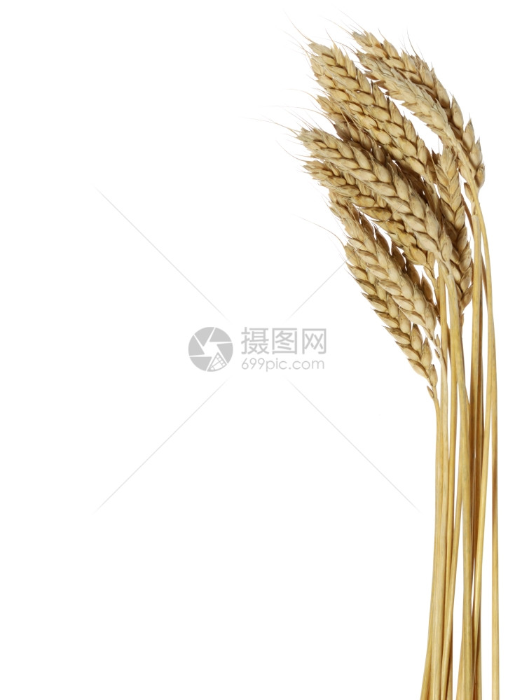 小麦在白背景上孤立的成熟农业图片