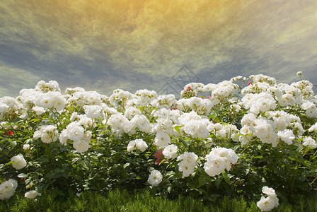 在金风暴的天空背景下白玫瑰的田地背景图片