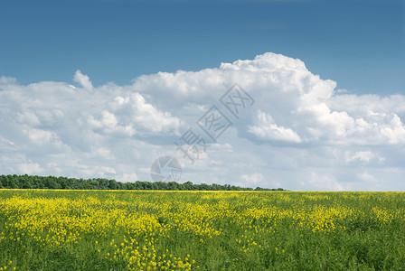 黄色字段植被和美丽的天空景观图片
