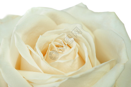 黄玫瑰缝合花朵盛开结构精细图片