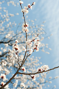 树枝闪的蓝色天空背景的白花图片