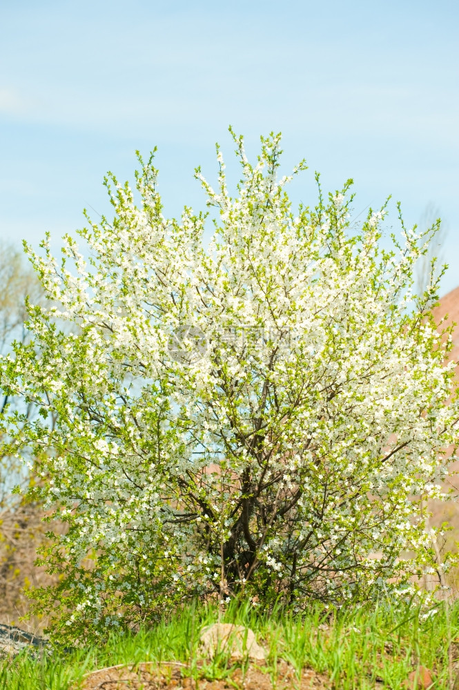 明亮的春树白花杏子明亮的阳光媚一天图片