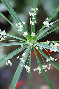 白花抽象植物克里米亚半岛乌克兰图片