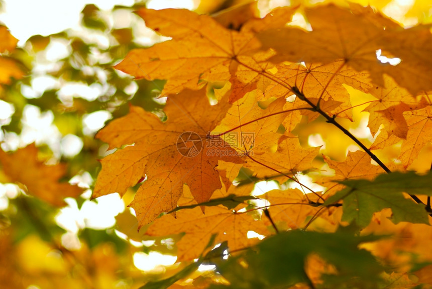 秋叶一棵树黄图片