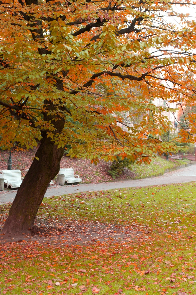叶子黄色的秋天的树利沃夫公园图片