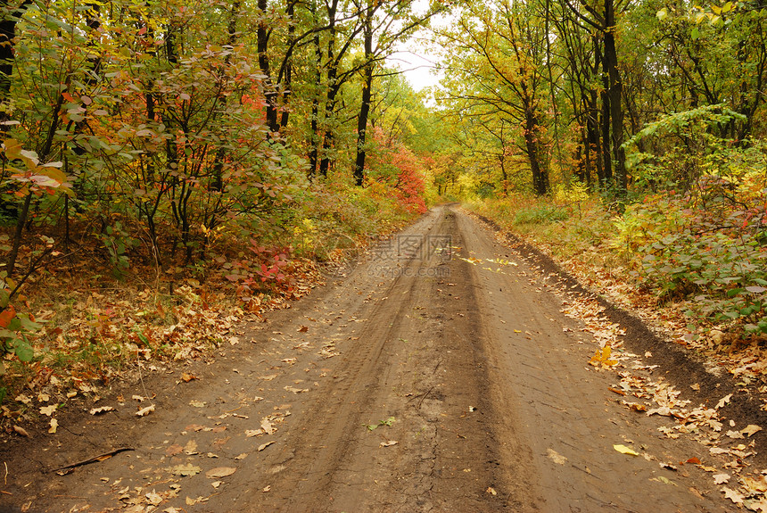 秋季落叶覆盖道路图片
