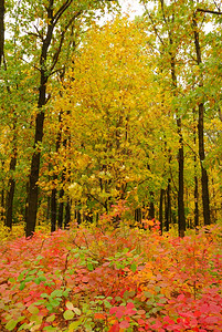 秋树十月森林图片