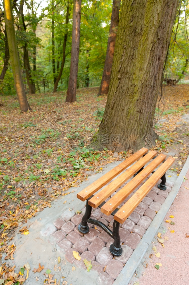 秋天公园雨Lvov公园图片