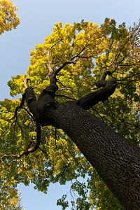 大秋树下风景Lvov公园图片