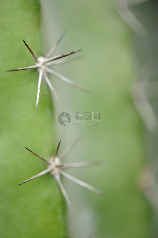 Cactus背景脊椎辅助植物类型图片