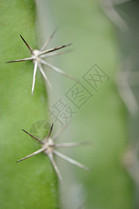 Cactus背景脊椎辅助植物类型图片