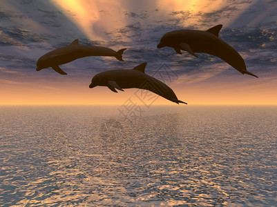 三只海豚漂浮在洋和戏剧天空上图片