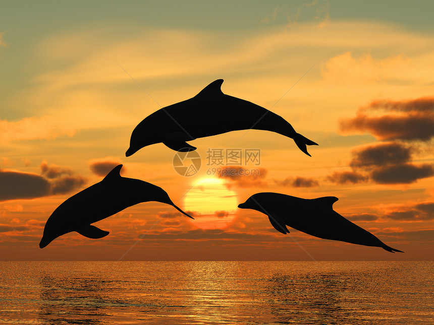 三只海豚漂浮在洋控制光图片