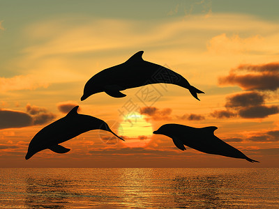 飞翔海豚三只海豚漂浮在洋控制光背景