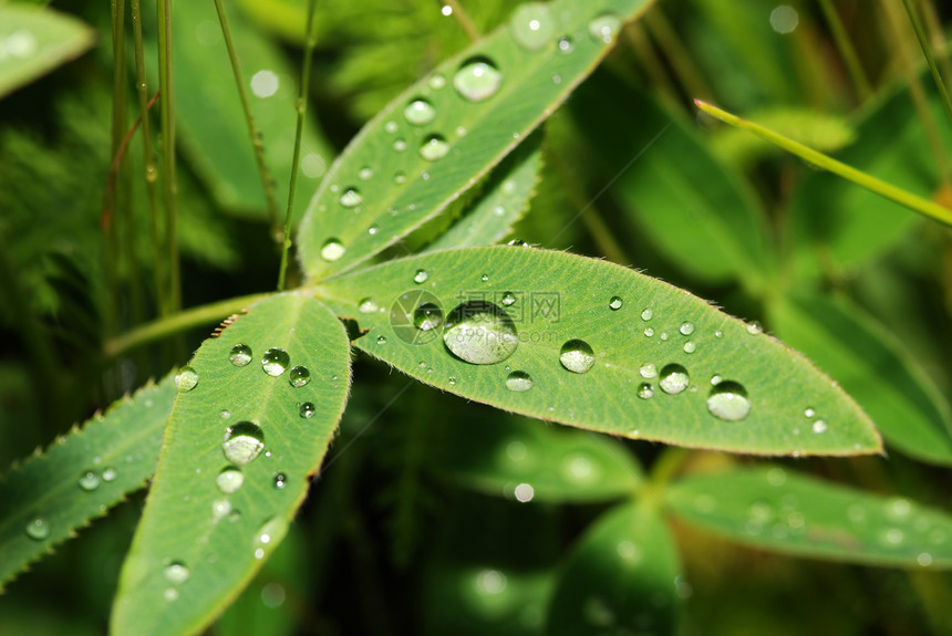 树叶上滴落的绿色植被的早露水图片