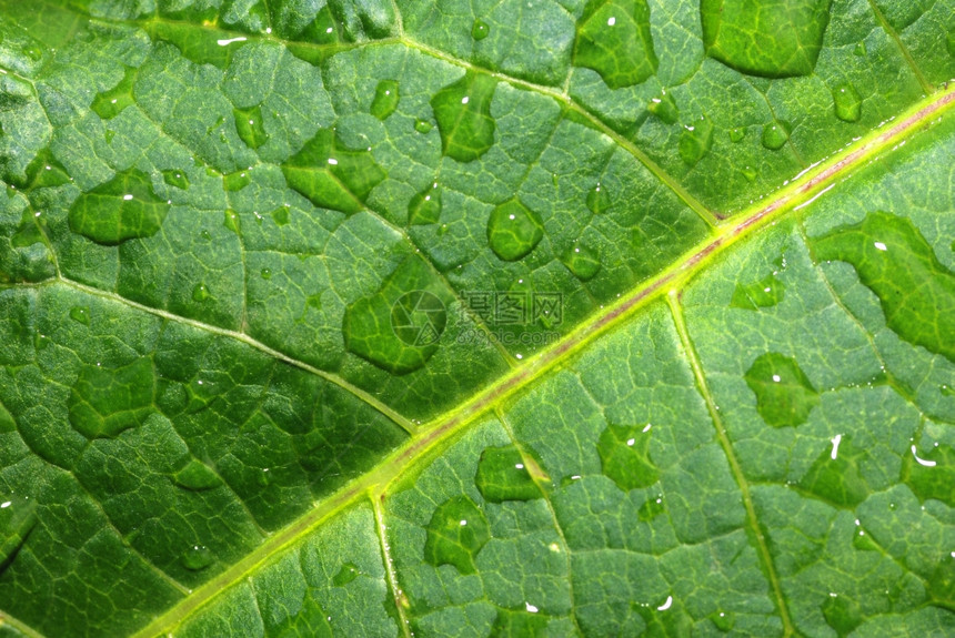 树叶上滴落的绿色植被的早露水图片