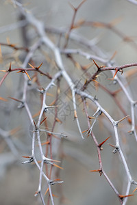 Blackthorn乌克兰里米亚一个刺痛的植物图片