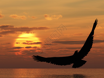 海上的鹰如画的日落三维渲染图片